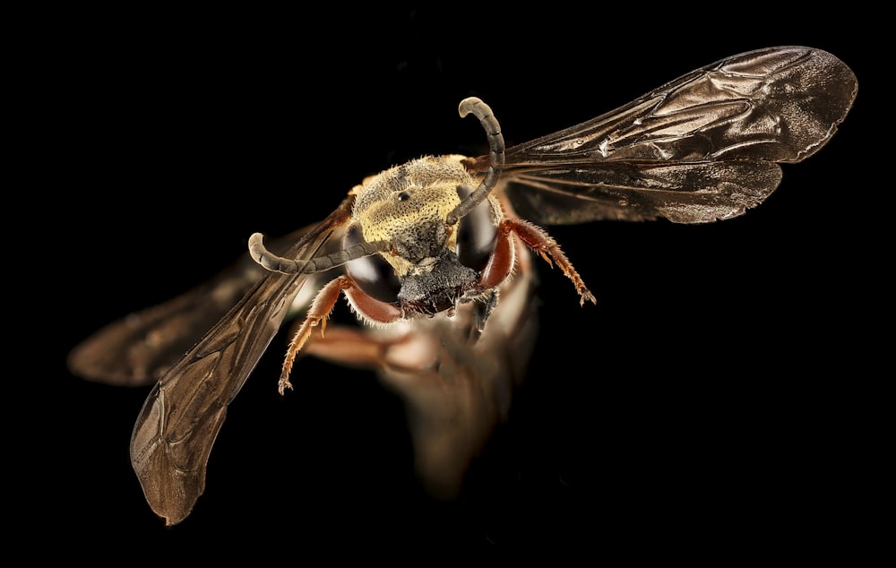 yellow and black wasp in close up photography