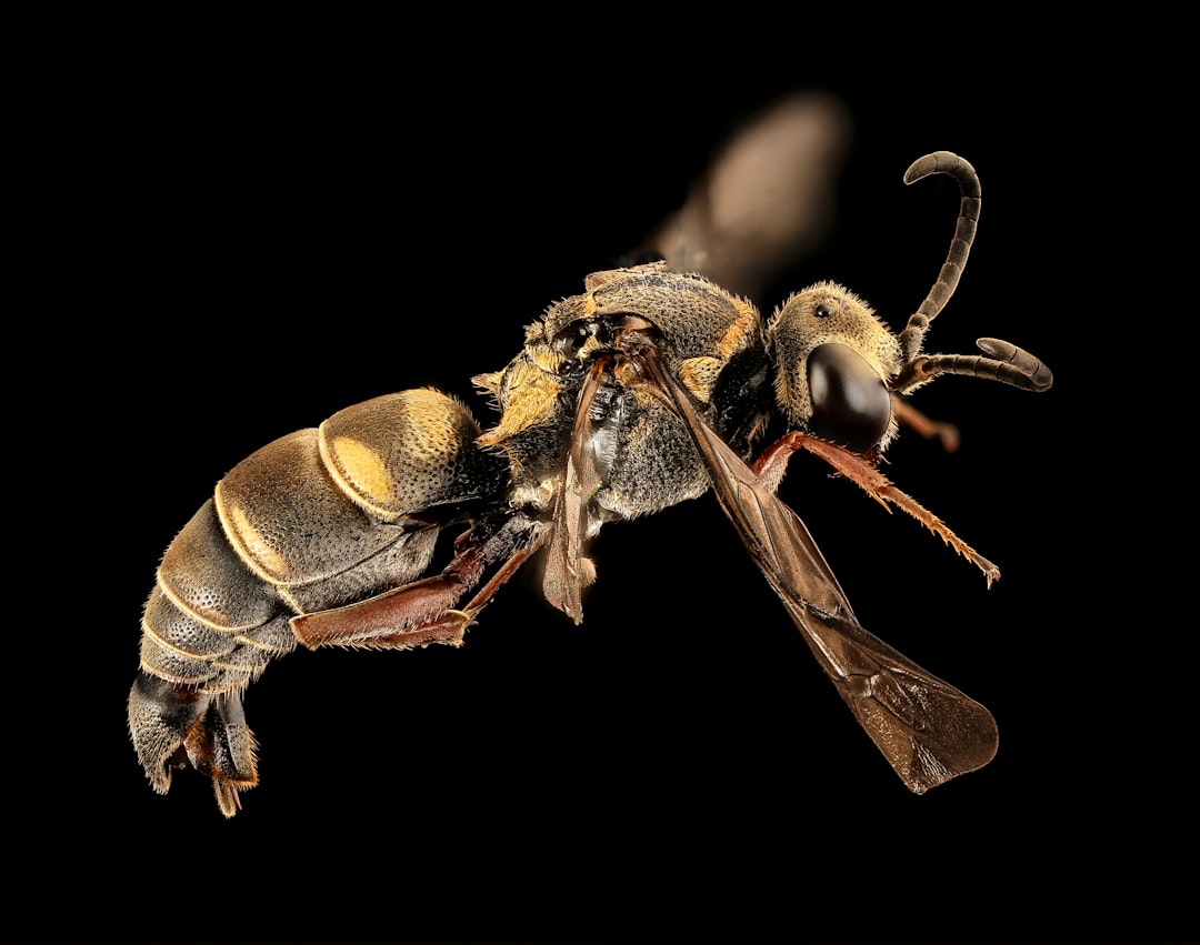 brown and black bee in close up photography