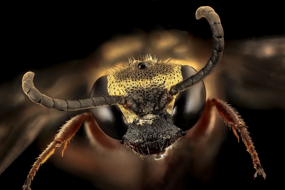 yellow and black wasp in close up photography