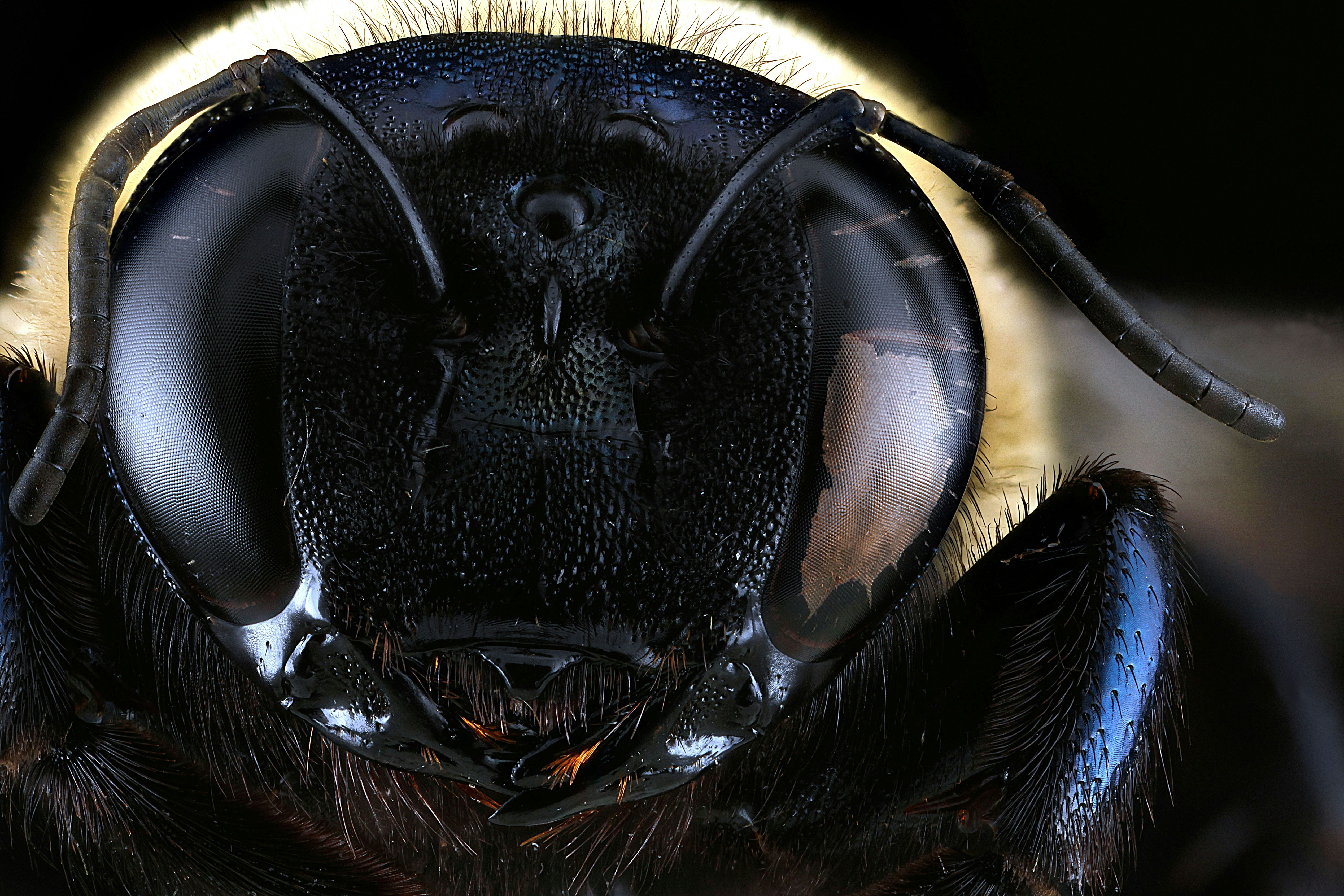 black and brown bee in close up photography