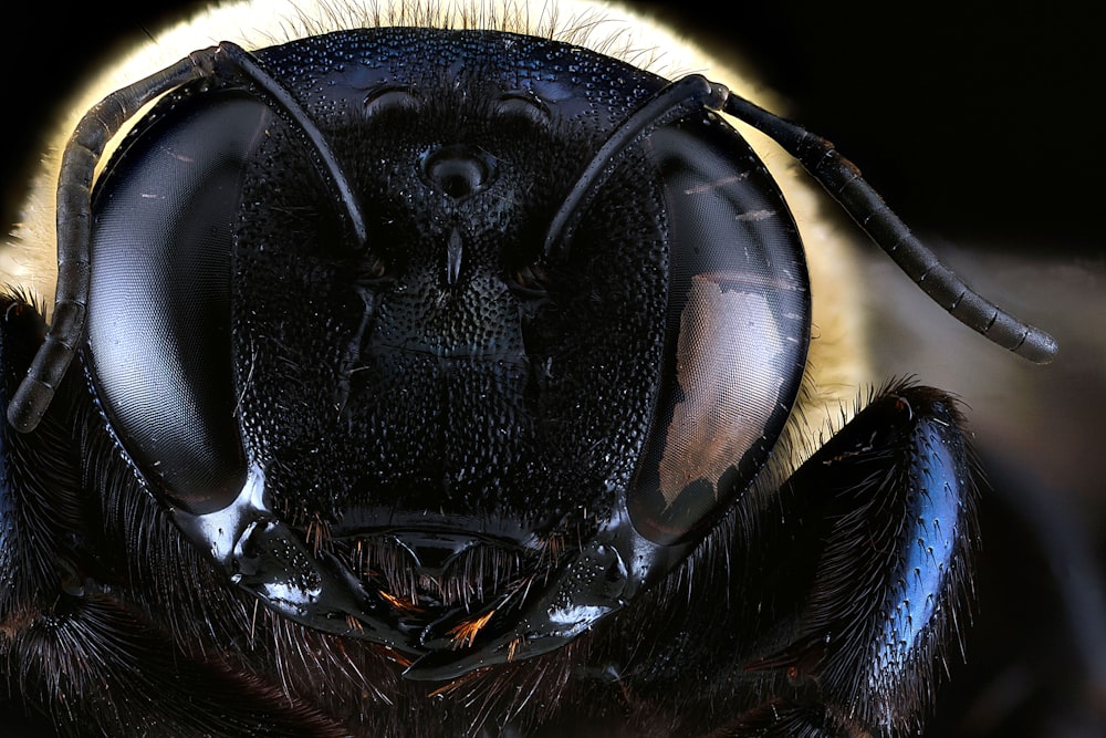 black and brown bee in close up photography