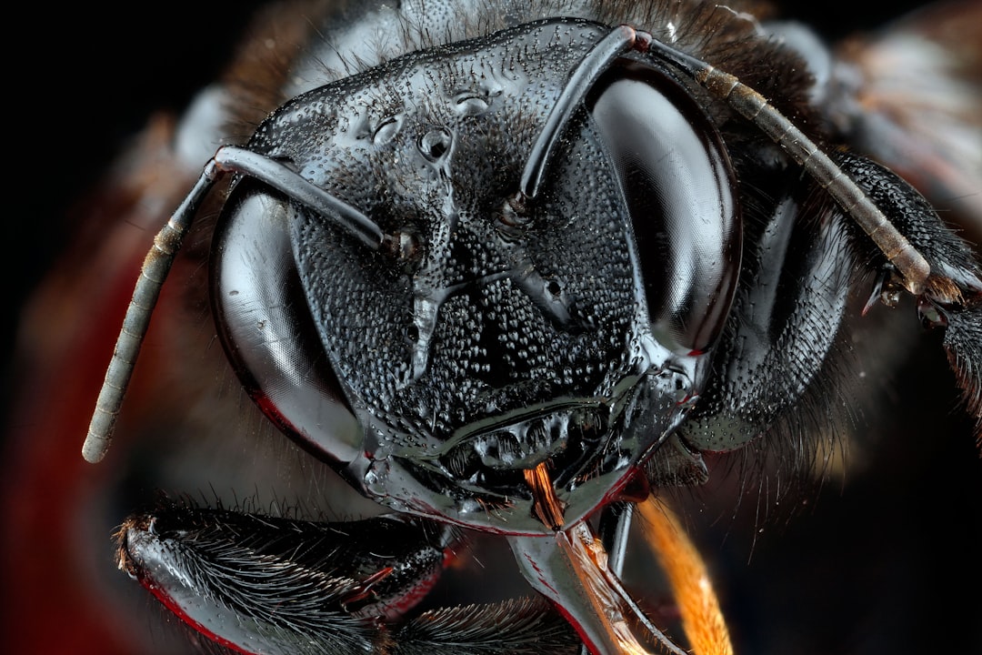 black and brown insect eye