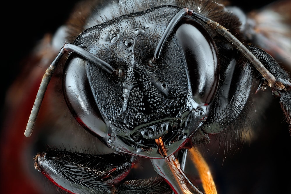 black and brown insect eye