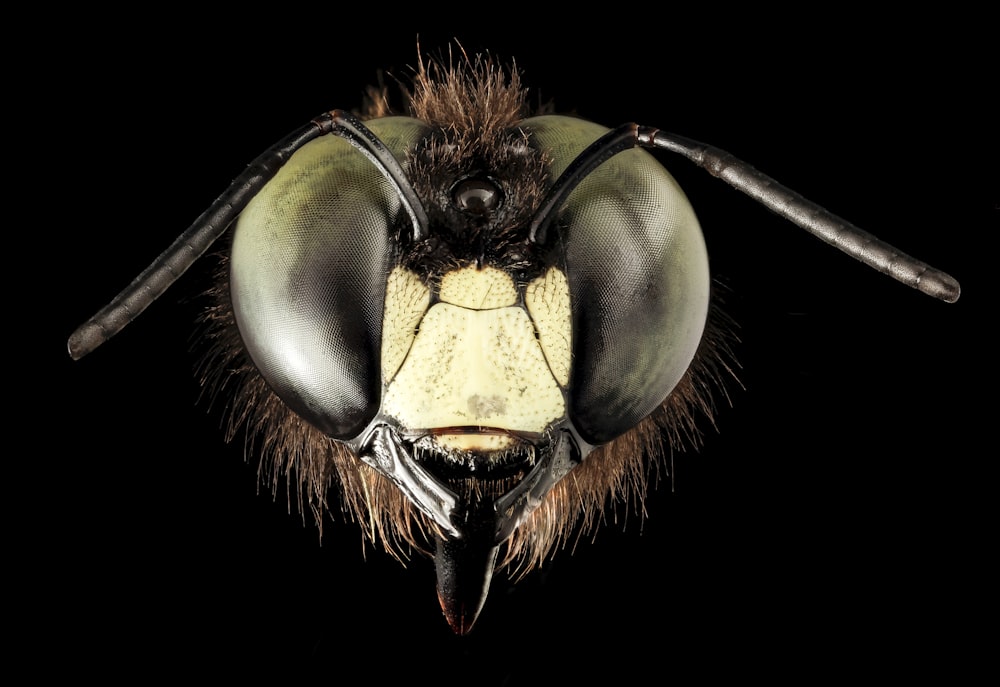 schwarz-gelbe Insektenillustration