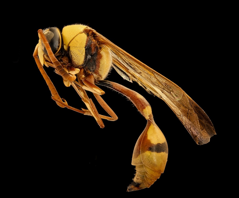 yellow and brown insect in close up photography