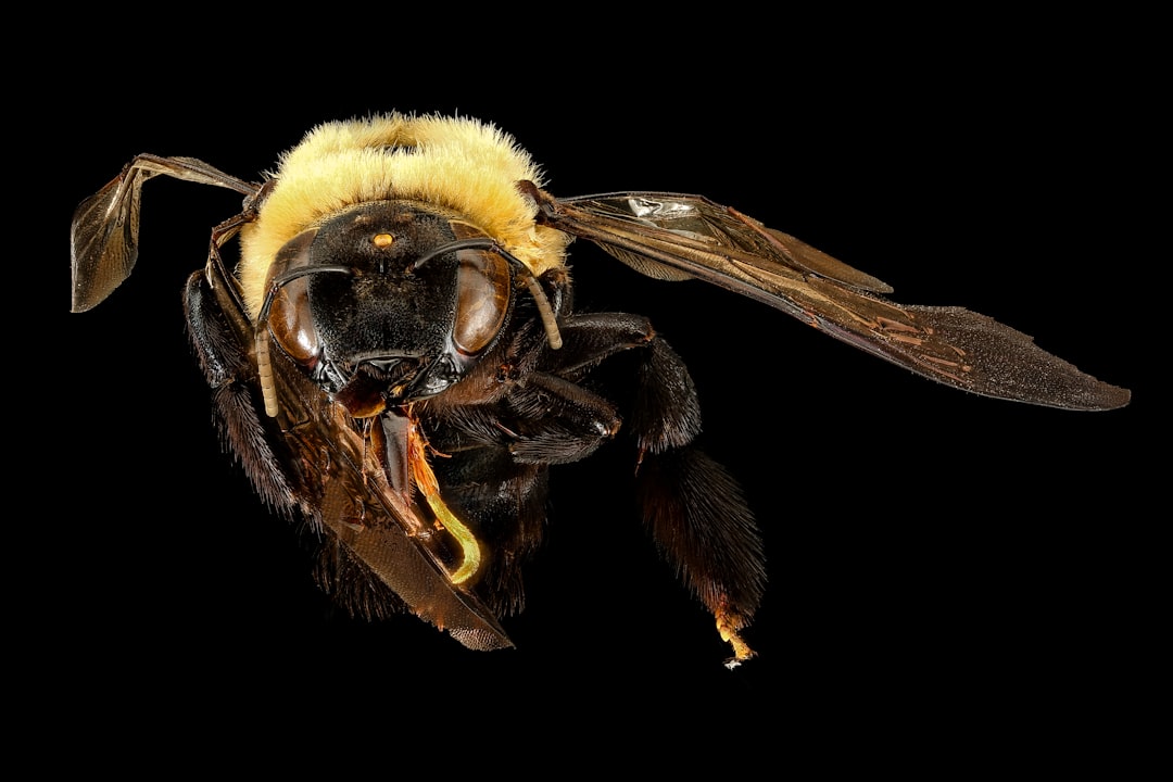 black and yellow bee on white background