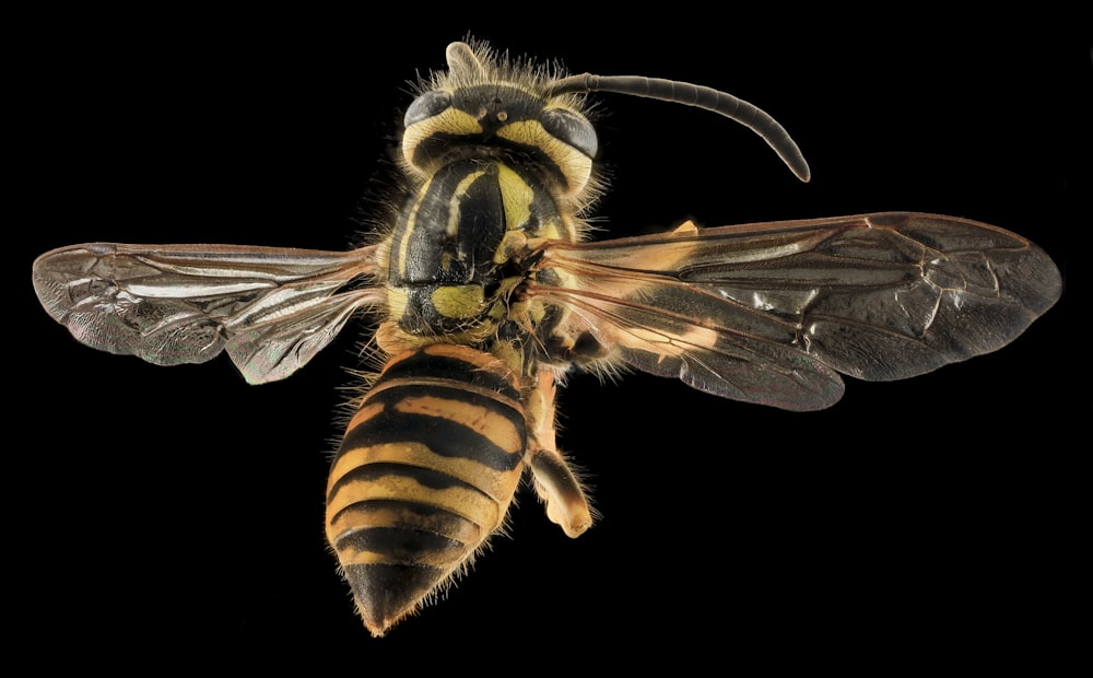 yellow and black bee in close up photography