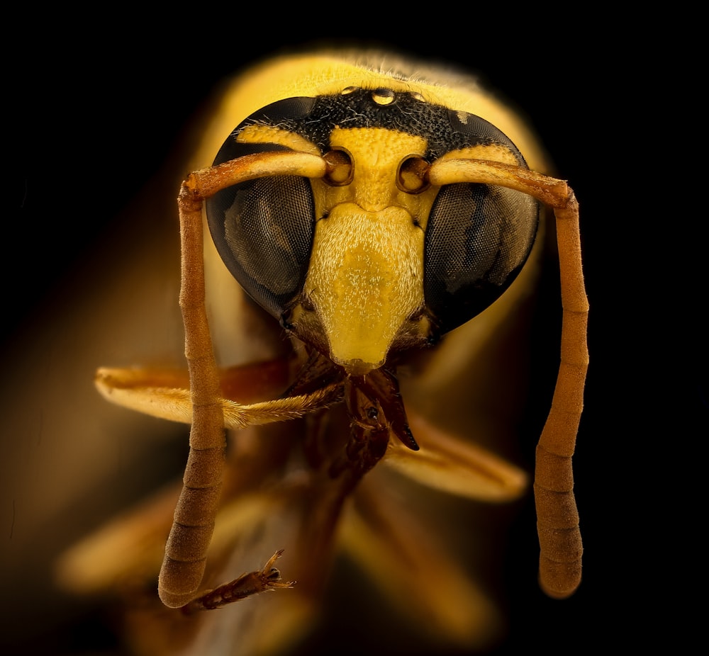 yellow and black bee on brown plant