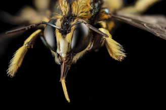 yellow and black bee in close up photography