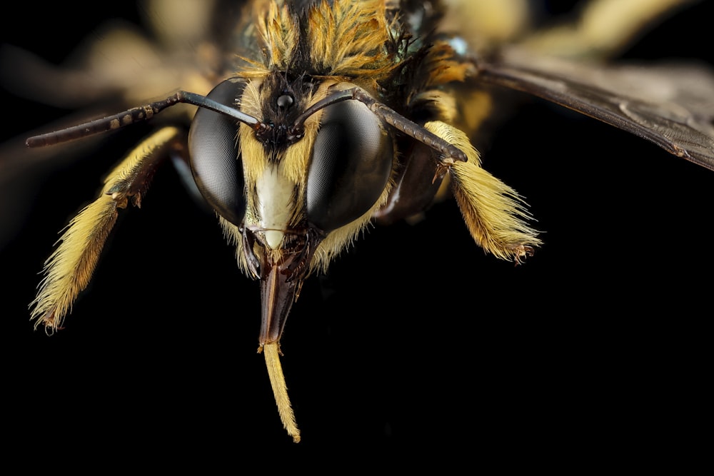 yellow and black bee in close up photography