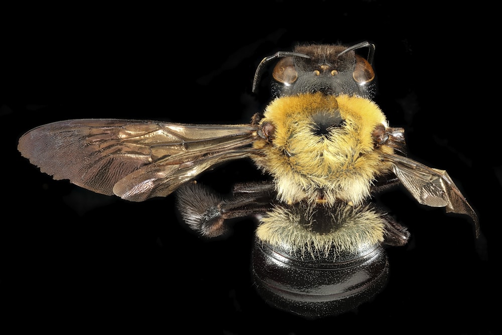 black and yellow bee in close up photography