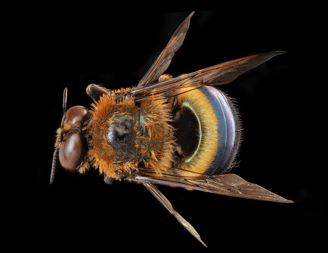 brown and black bee on brown stick