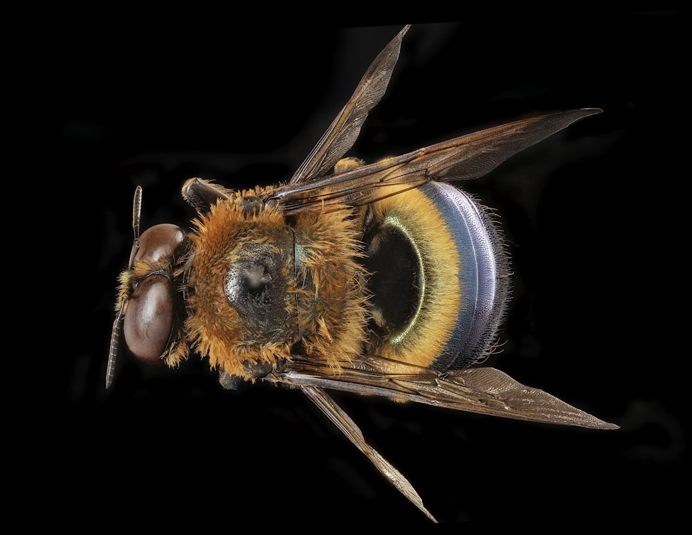 brown and black bee on brown stick