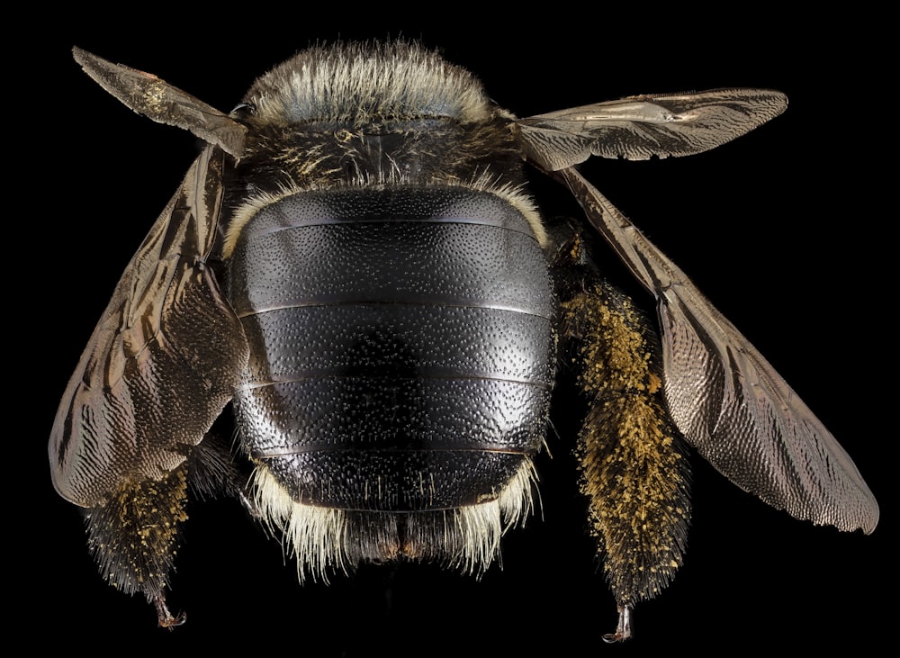 black and brown bee in close up photography