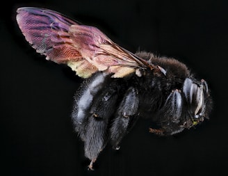 A detailed close-up view of a black insect, likely a bee or a fly, with iridescent wings displaying shades of purple, pink, and gold. The insect's body is covered in fine hair, and its segmented eyes and antennae are prominently visible against a black background.