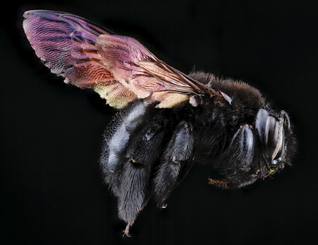 A detailed close-up view of a black insect, likely a bee or a fly, with iridescent wings displaying shades of purple, pink, and gold. The insect's body is covered in fine hair, and its segmented eyes and antennae are prominently visible against a black background.