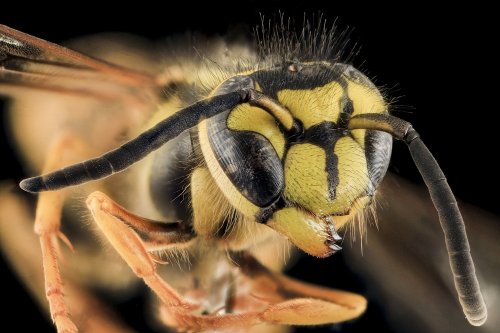 yellow and black bee in close up photography
