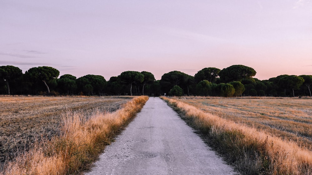 gray asphalt road between green grass field during daytime