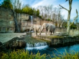 elephant on river during daytime
