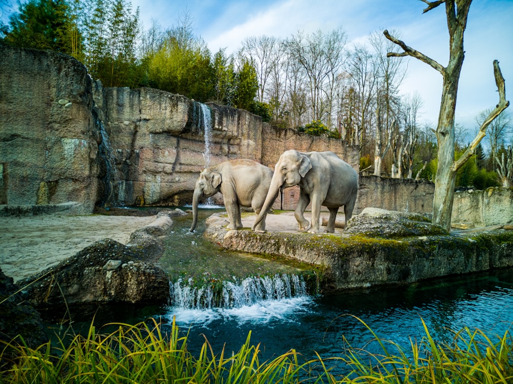 elefante no rio durante o dia