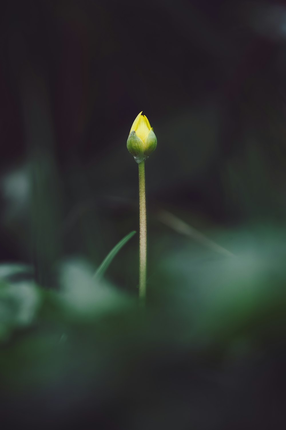 yellow flower bud in tilt shift lens