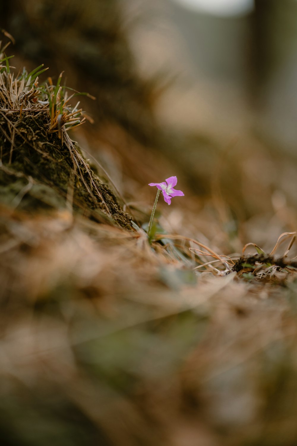 purple flower on brown grass