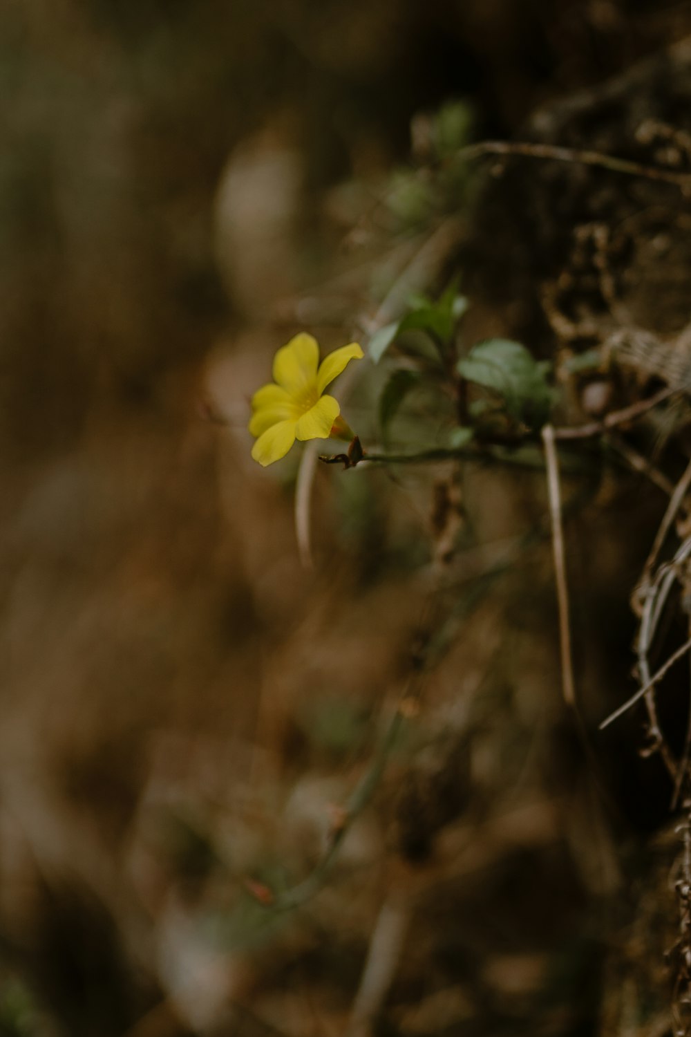 yellow flower on brown tree branch