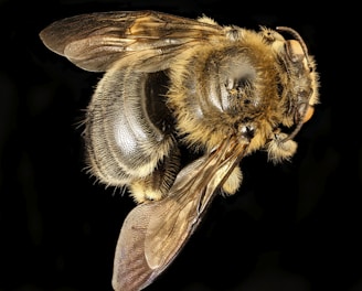 Macro shot of a melipona bee's delicate wings shimmering against a creamy background