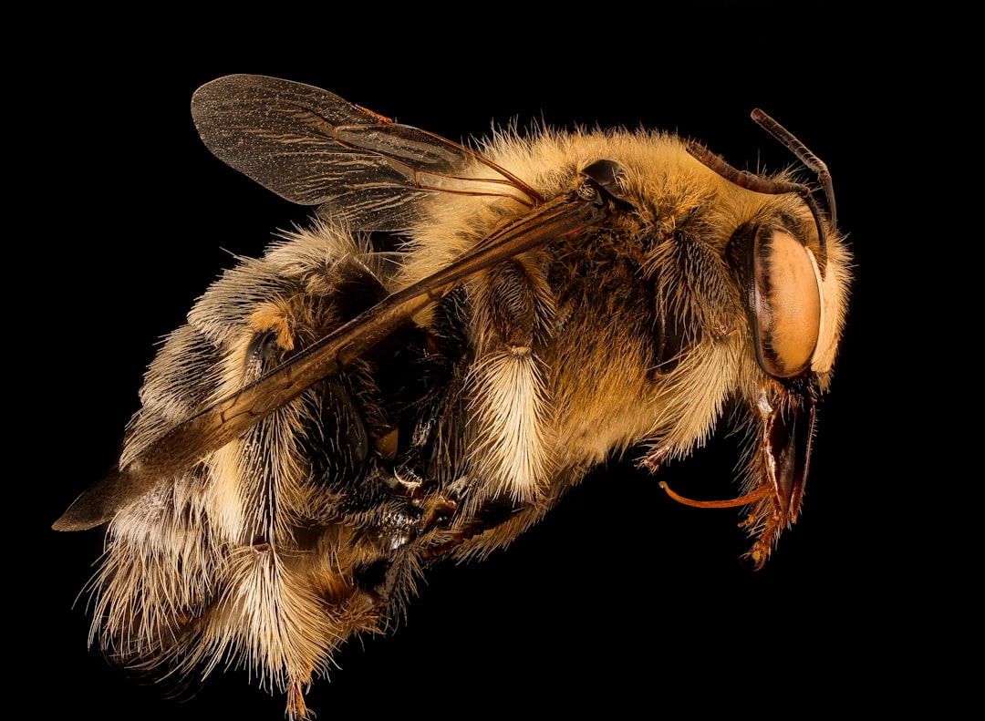 black and yellow bee in close up photography