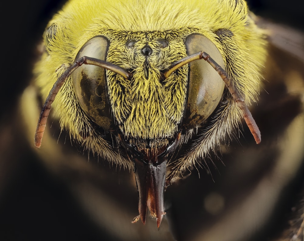 yellow and black bee in close up photography