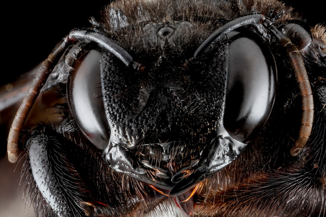 black and brown insect eye