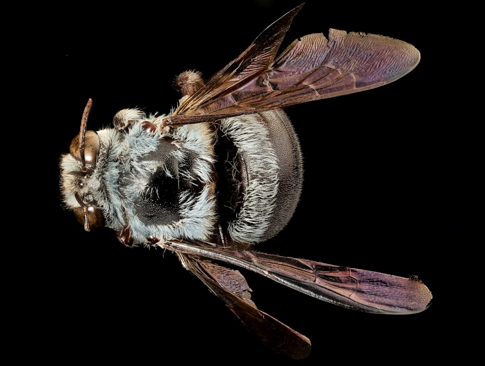 brown and black bee on black background