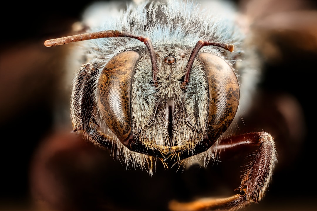 brown and white bee in macro photography