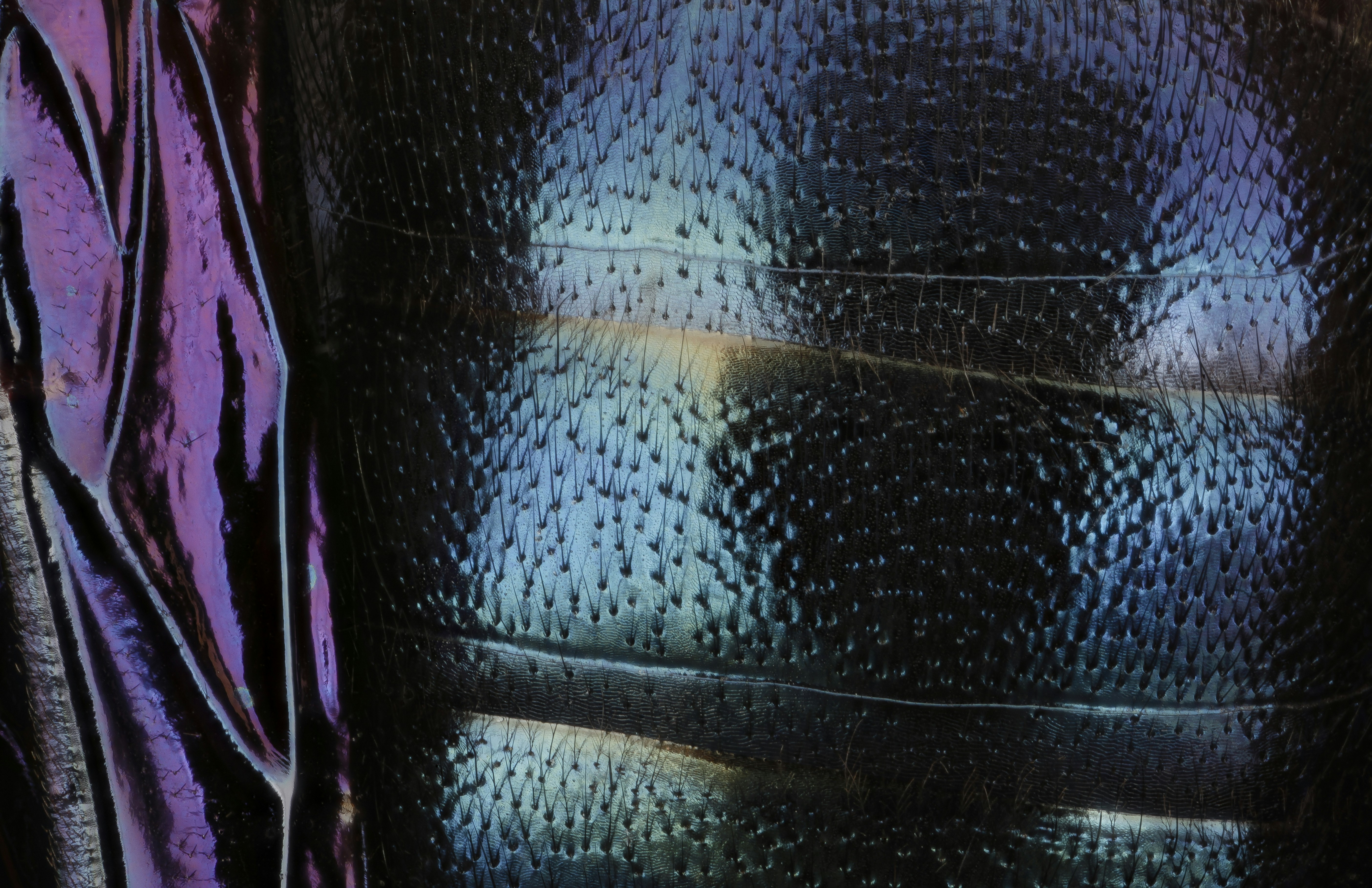 black leather textile on purple textile