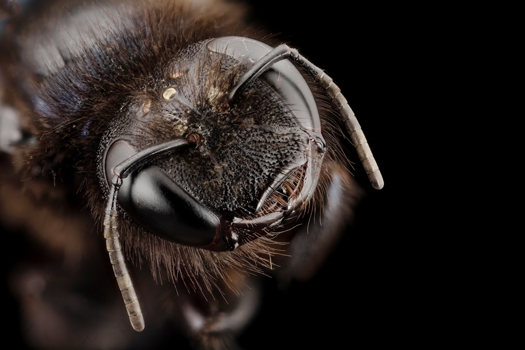 black and brown bee in close up photography