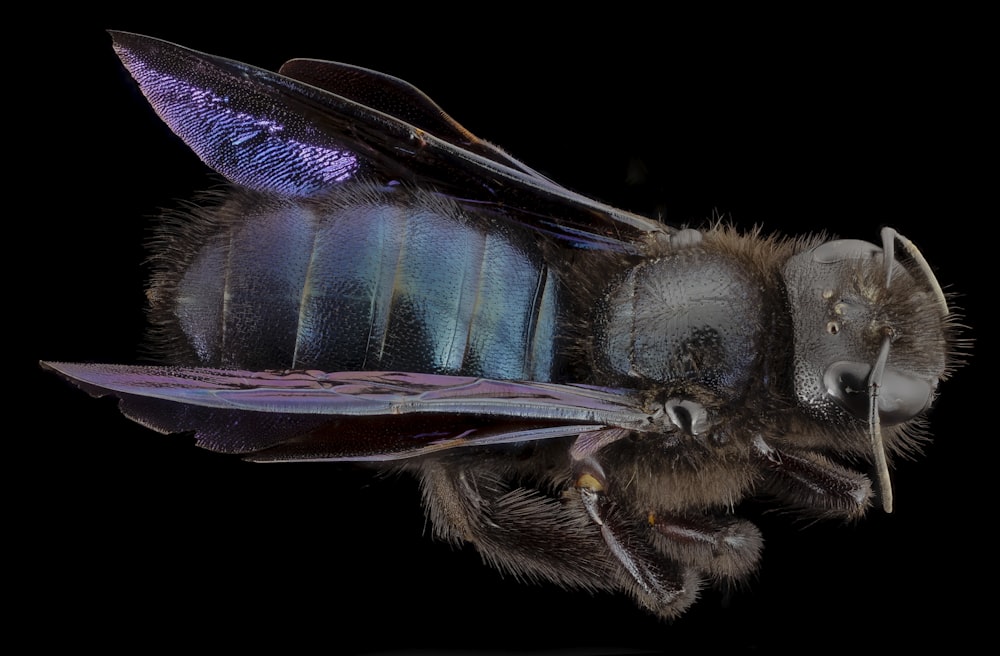 blue and black bee in close up photography