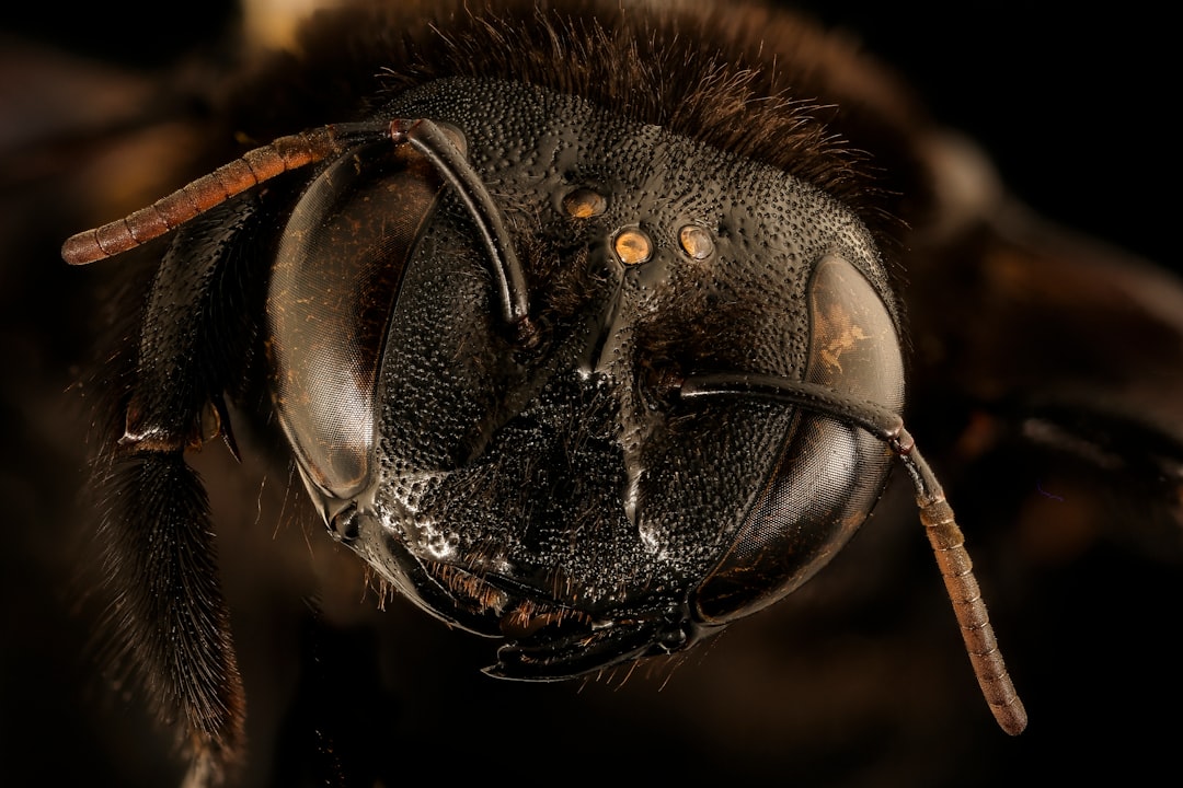 black and brown bee on brown rope