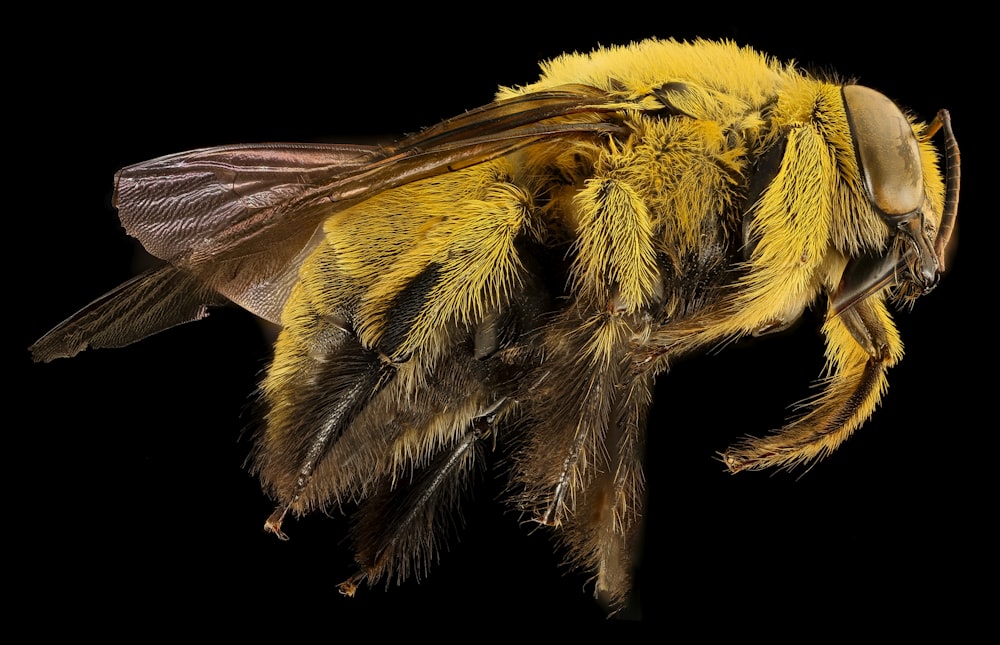 Illustration der gelben und schwarzen Biene