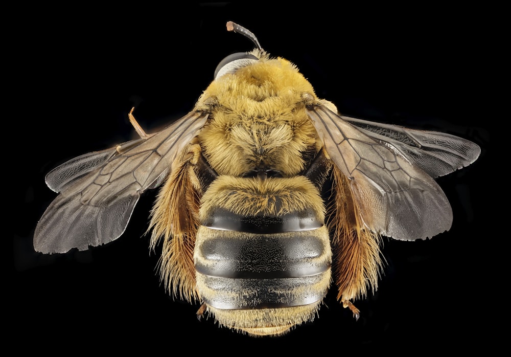 brown and black bee in close up photography