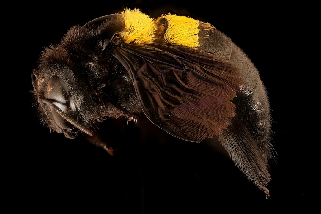 brown and black bee on brown leaf