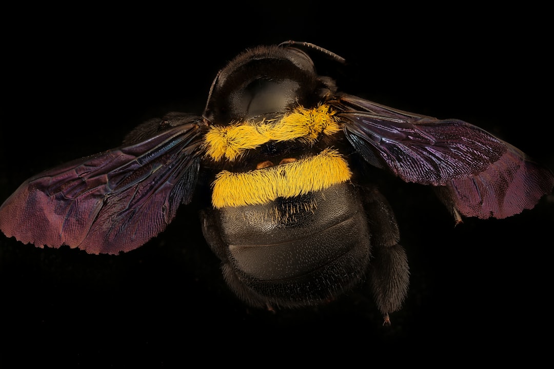 black and yellow bee in close up photography