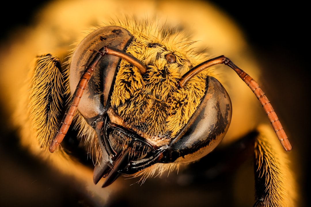 brown and black bee on brown plant