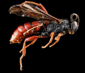 brown and black wasp on black background