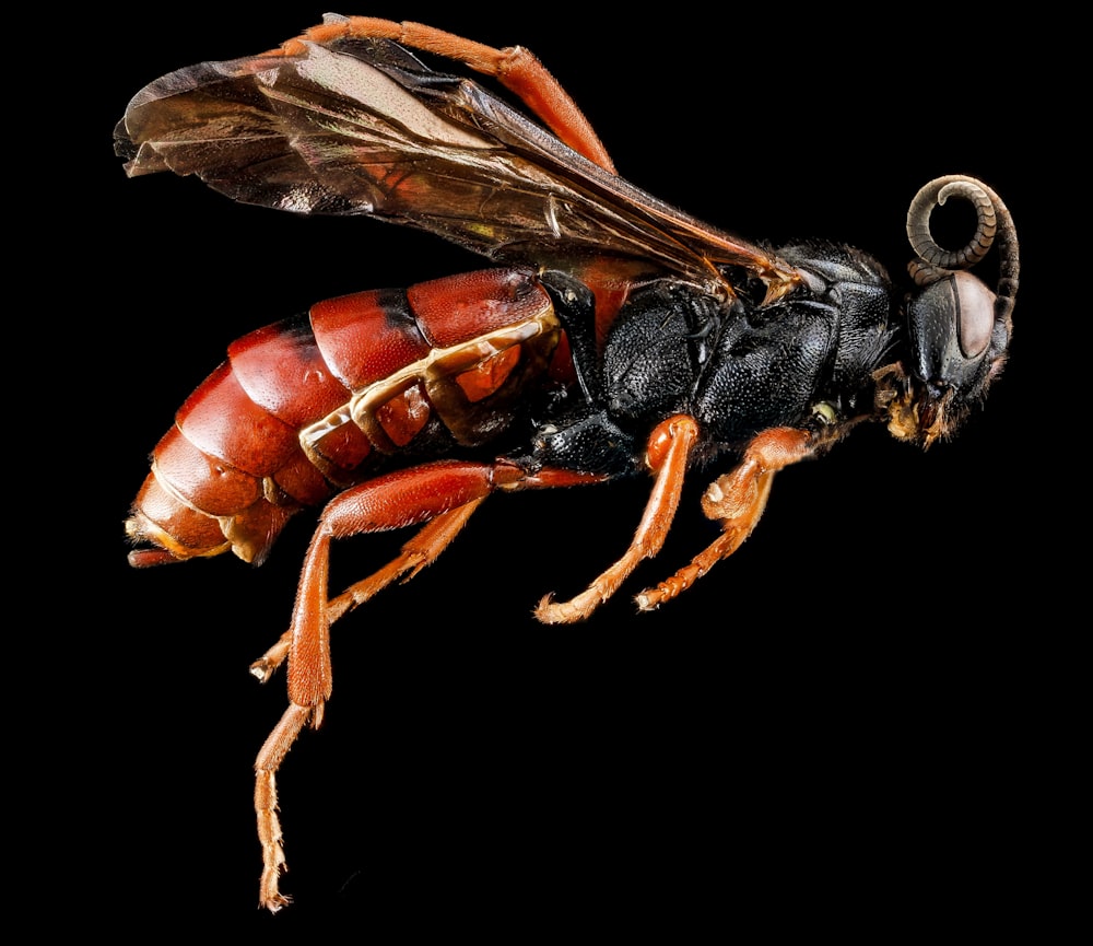 brown and black wasp on black background