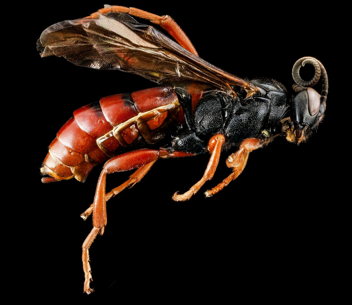 Wasp Nest Removal