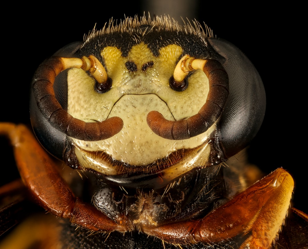 yellow and black bee in close up photography