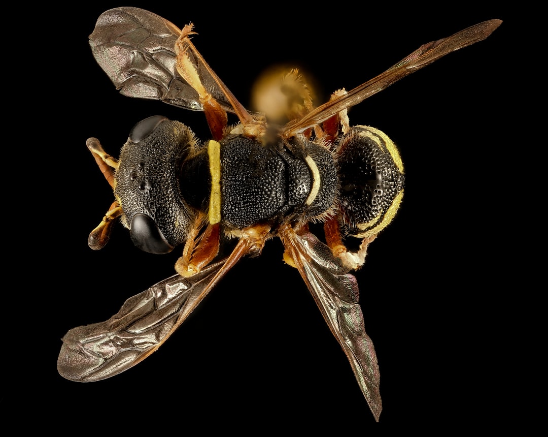 black and yellow bee in close up photography