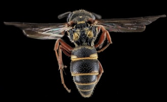 A detailed close-up of a wasp with its wings spread, displaying a black and yellow striped body, black textured abdomen, golden yellow highlights, and translucent wings.