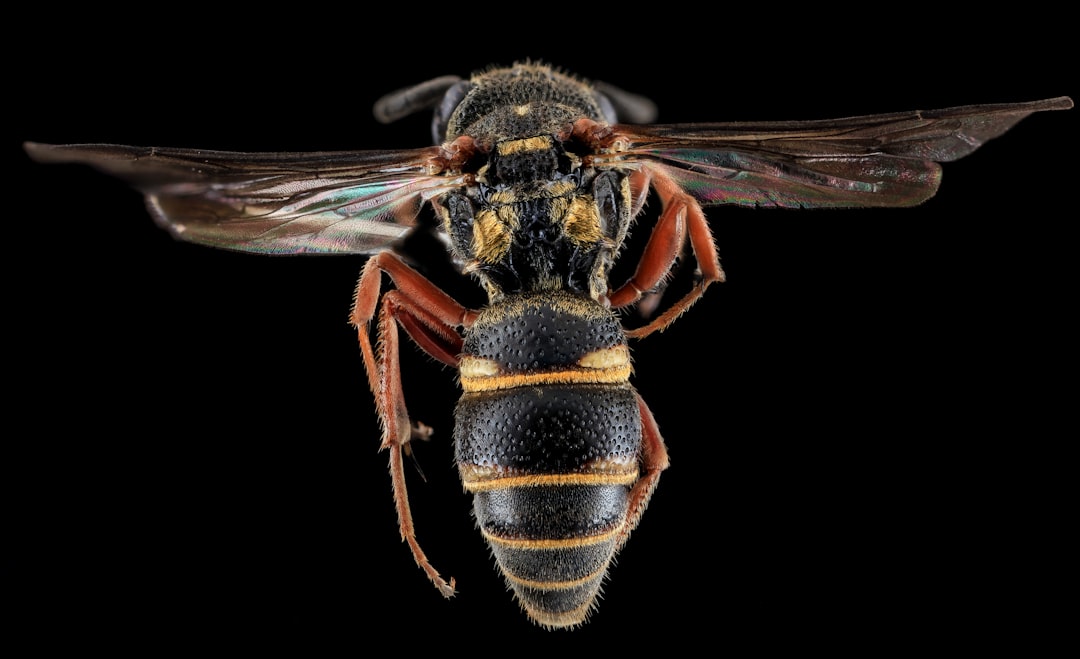 brown and black wasp in close up photography
