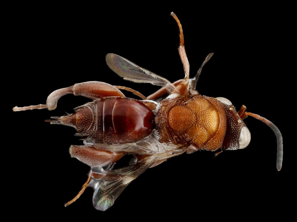 brown and black insect in macro photography